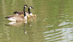 cng_geese_06.jpg (72906 bytes)